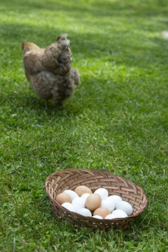 Guide to Backyard Eggs